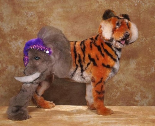 Kompetisi Anjing Kreatif &#91;Gokil + Kesian dikit&#93;