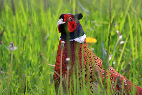 Demi Tuhan, Ini Ayam Cakep Banget! Oriental 