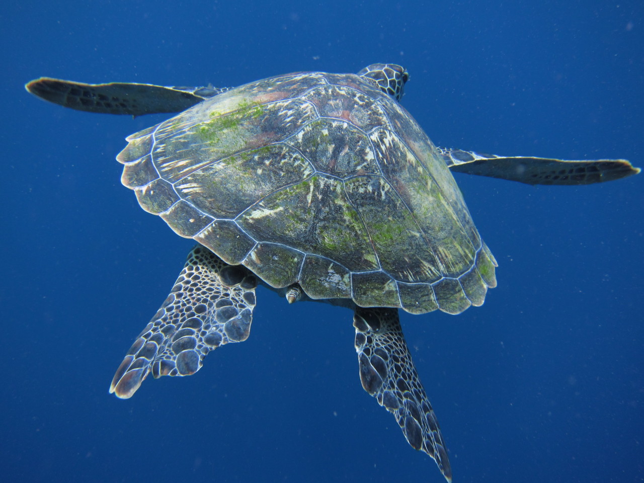 Indahnya Pesona Bawah Laut Manado (Bening)