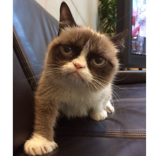 Grumpy cat,kucing yang selalu cemberut