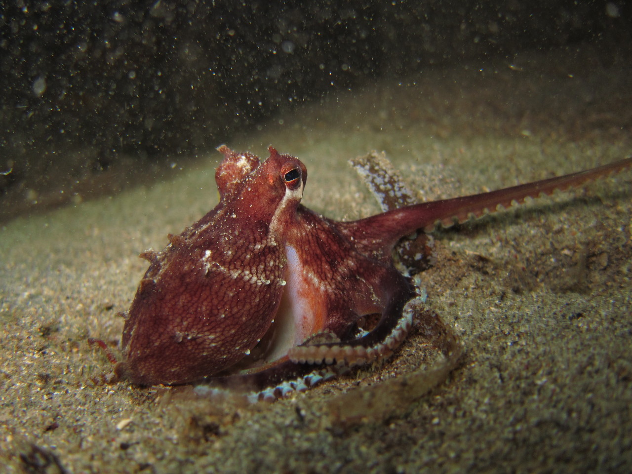 Indahnya Pesona Bawah Laut Manado (Bening)