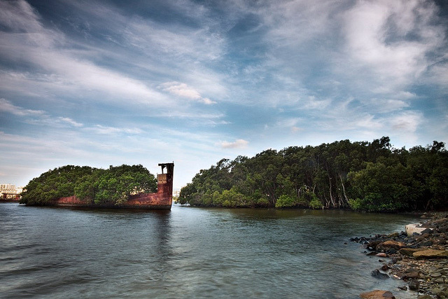 KEINDAHAN FLOATING FOREST, HUTAN APUNG DI ATAS AIR