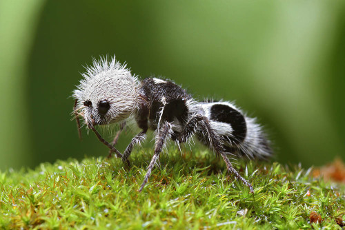Semut Panda, Serangga Menggemaskan Dengan Sengatan Mematikan