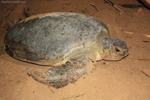 wisata-ga-perlu-mahal-gan--bandung---pantai-ujung-genteng---bikers-mode