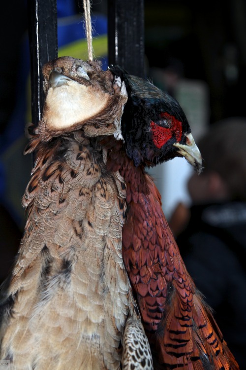 Demi Tuhan, Ini Ayam Cakep Banget! Oriental 