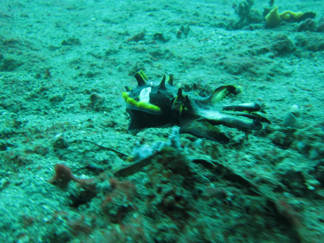 Indahnya Pesona Bawah Laut Manado (Bening)