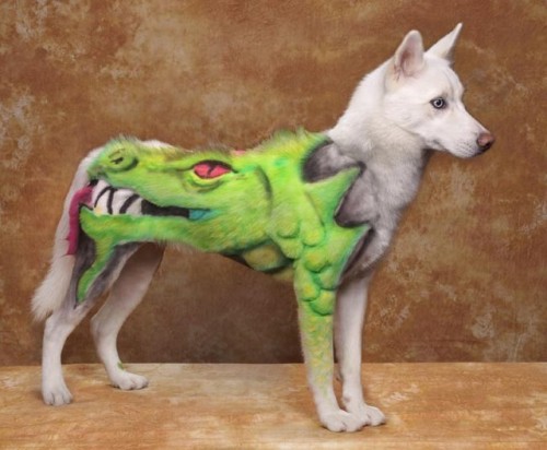 Kompetisi Anjing Kreatif &#91;Gokil + Kesian dikit&#93;
