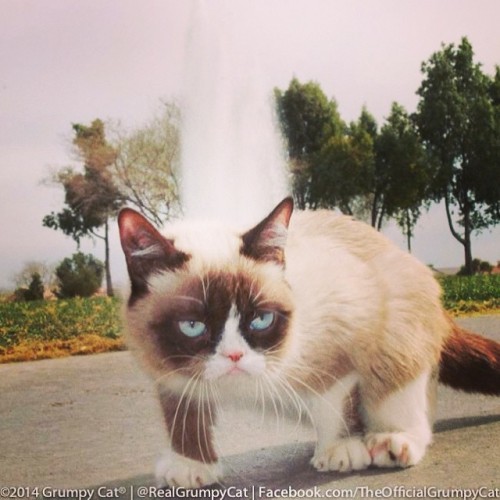 Grumpy cat,kucing yang selalu cemberut