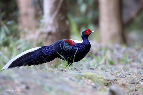 Demi Tuhan, Ini Ayam Cakep Banget! Oriental 