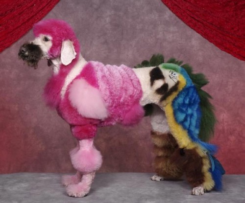 Kompetisi Anjing Kreatif &#91;Gokil + Kesian dikit&#93;