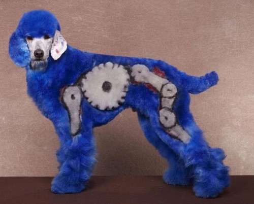 Kompetisi Anjing Kreatif &#91;Gokil + Kesian dikit&#93;