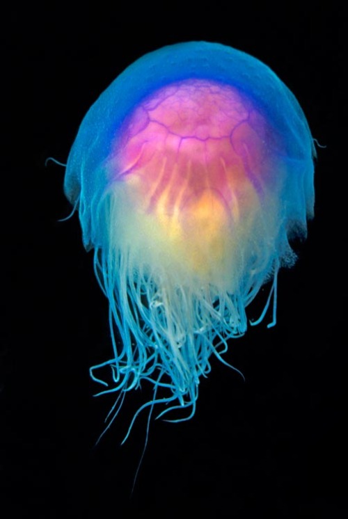 BRIGHT JELLYFISH: PESONA UBUR UBUR YANG MENERANGI AIR DALAM