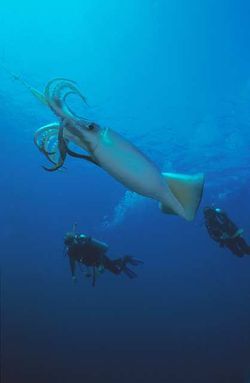 Mengenal Humboldt squid Si Monster Laut Yang Hampir Punah