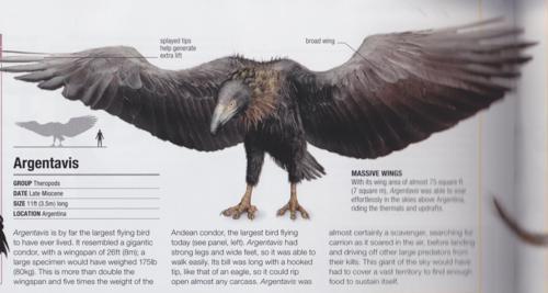 Mengenal Burung Terbesah dalam Sejarah Bumi: Argentavis