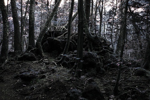 Hutan Aokigahara, Tempat Favorit Untuk Bunuh Diri