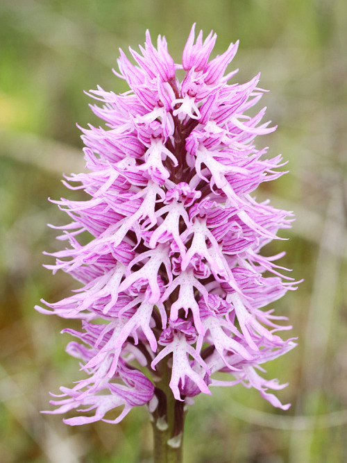 Anggrek Italia "Orchis Italica" Anggrek Cantik Mirip Pria Tanpa Busana