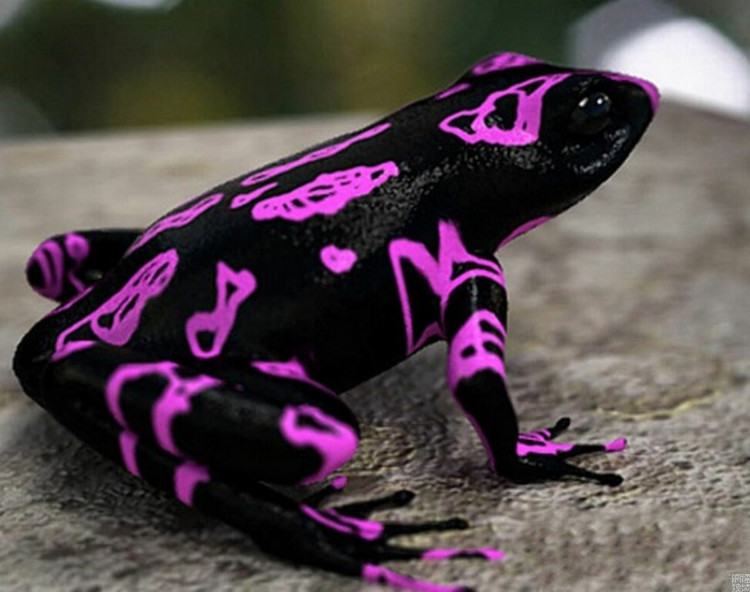 (Atelopus varius) Katak Terindah si costa rica