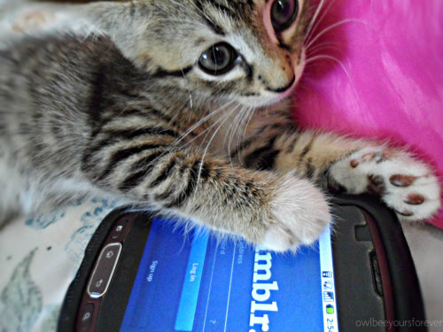 Apa Jadinya Kalau Kucing Bisa SMS-an Sama Agan?