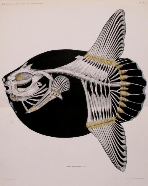 Mola Mola itu ikan apa sih? tambah ilmu sebentar yuk!
