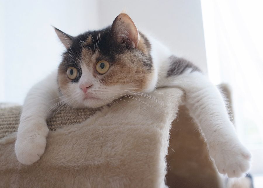 Ekspresi kucing yang mengagumkan