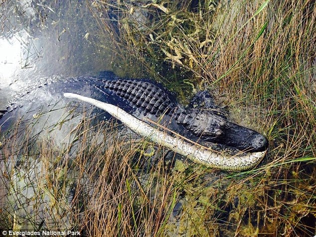 Python Mati Setelah Bertanding Dengan Buaya Florida 