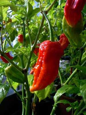10 CABE TERPEDAS DI DUNIA