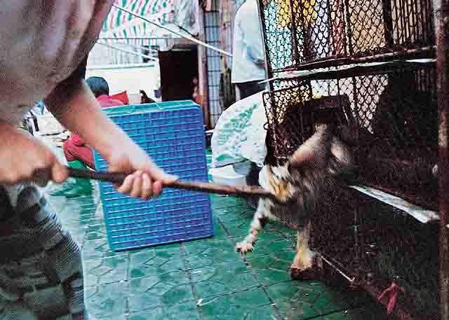 Nasi dan Sup Daging Kucing Dari China &#91; Full Pict &#93;