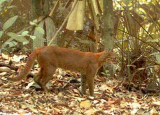 10 Spesies Kucing Terbesar di Dunia 