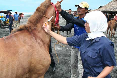 Gambaran Umum Profesi Dokter Hewan di Indonesia