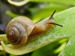 Hukum Makan Bekicot/siput?