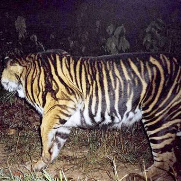 Kucing Besar Paling Langka dan Aneh di Dunia