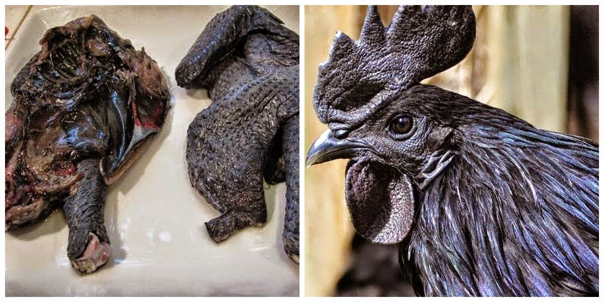 Hewan Berwarna Hitam Dengan Mitos Uniknya