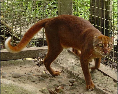 Persia, Angora? Kampungan, para penggemar kucing sini lo kalo berani ... !