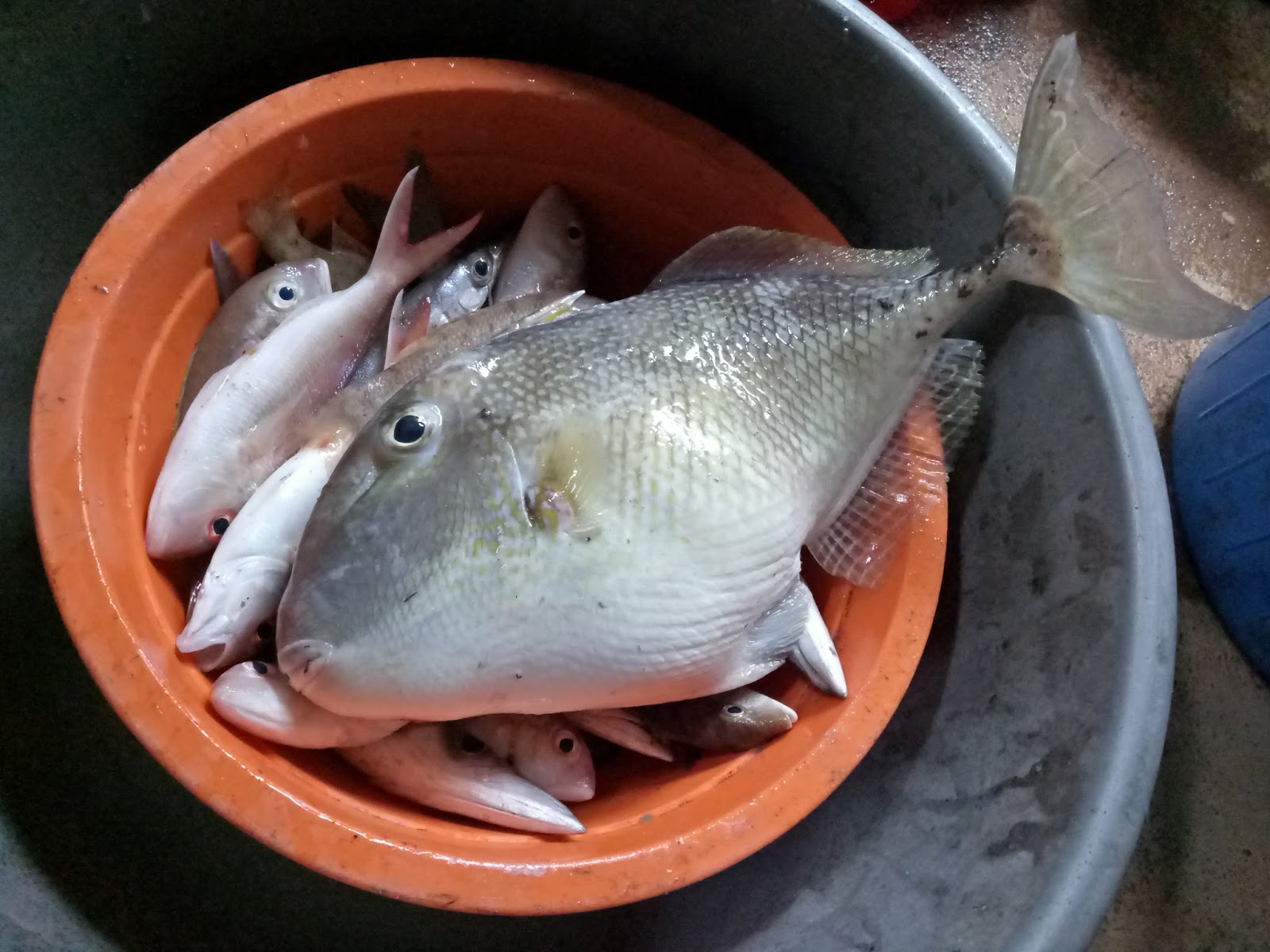 Mengenal Ikan Etong Khas Subang, Jawa Barat