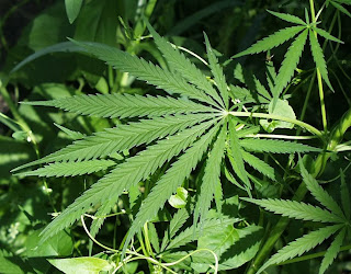 30 Fakta Menarik Tentang Marijuana (Ganja)