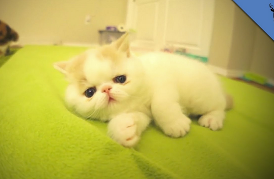 Kucing-kucing ini unyu banget