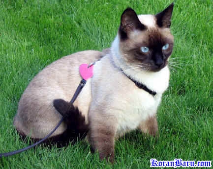 Fakta Tentang Kucing Menurut Beberapa Sumber