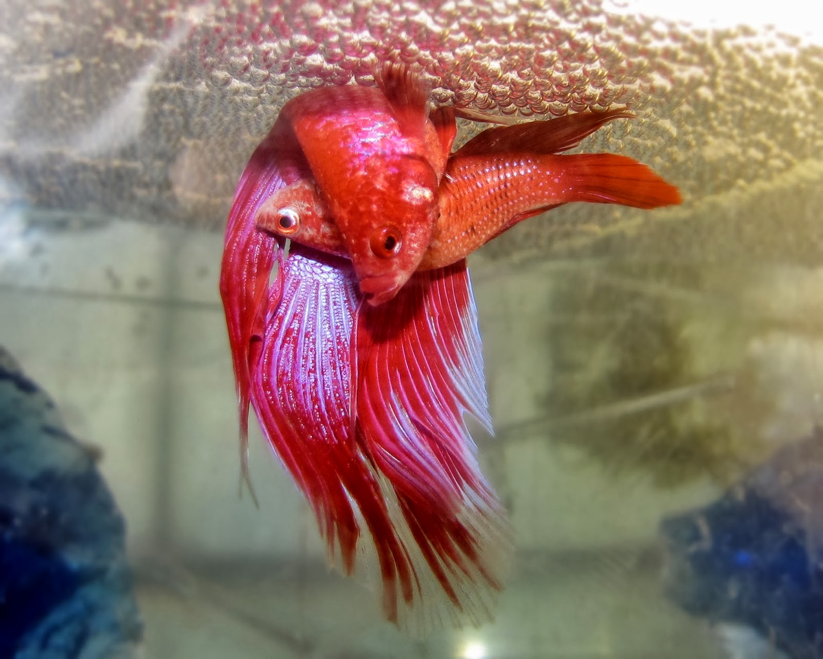 &#91;COCupang&#93; Mau Tau 12 Fakta Menarik Ikan Cupang? Yuk Mari!