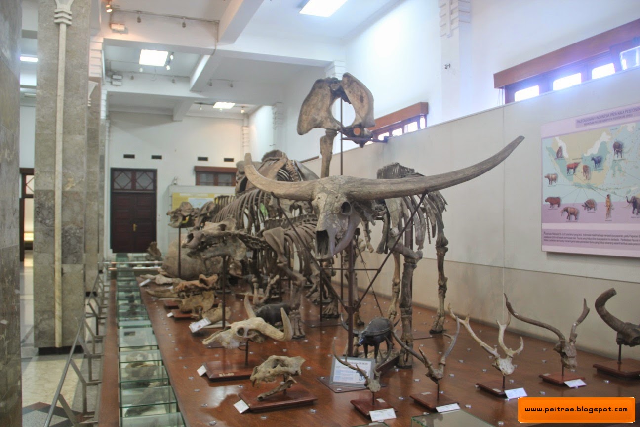 Melirik Koleksi Museum Geologi,Bandung