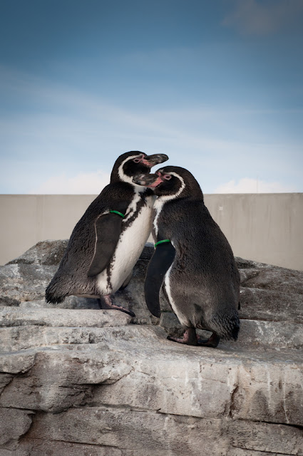 Keren gan..Inilah pelajaran cinta dari penguin