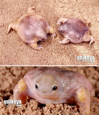 7 Katak dan Kodok Terunik di Dunia