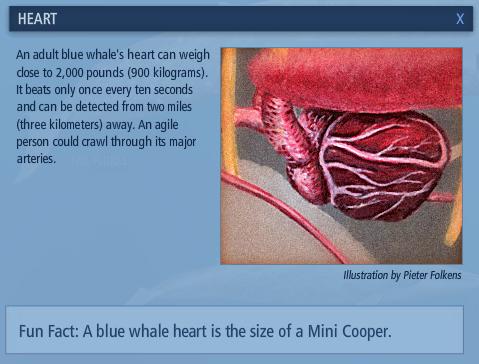 Mengenal Paus Biru (Blue Whale)