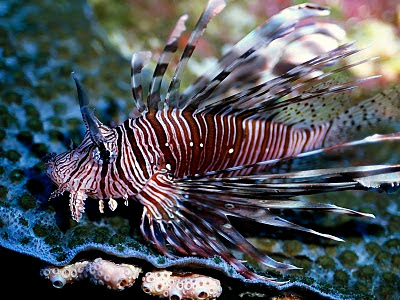 7 Ikan Tercantik Di dunia Keren Gan!