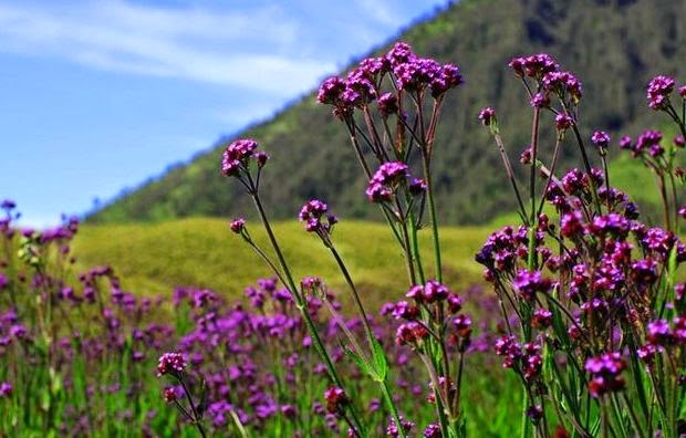 Fakta Menarik dan Misteri di Gunung Semeru
