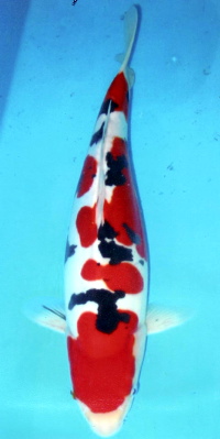 Jual Aneka Koi Unggulan ( Blitar )