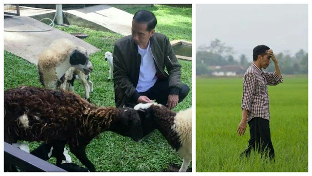 Sungguh Berat Cobaan Bangsa Ini: Kambing Presiden Lepas & Mobilnya Mogok