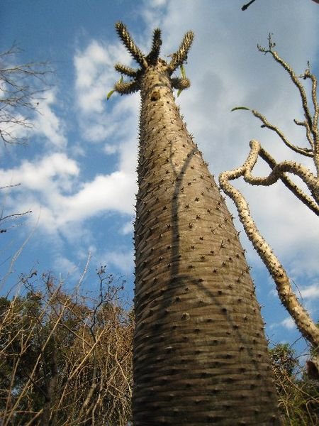 &#91;PICT&#93; Tsingy, Hutan Batu Terbesar di Dunia