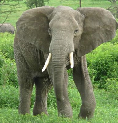 Mister-i Gajah Mada