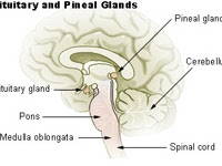 &#91;EDUKASI&#93; MENGENAL ORGAN DALAM TUBUH DAN FUNGSINYA.