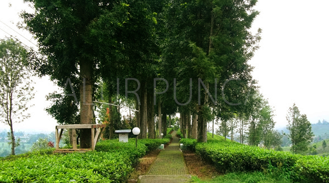 Modal Ceban dan Gak Jauh dari Jakarta. Taman Riung Gunung, Hidden Paradise di Bogor